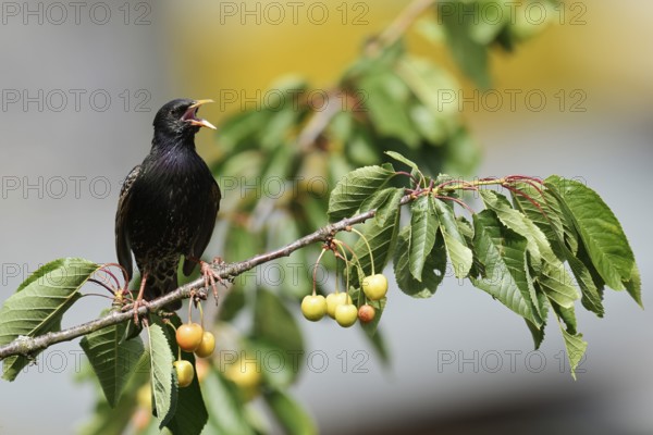 Starling (Sturnus vulgaris) sits singing on a branch in a cherry tree, North Rhine-Westphalia, Germany