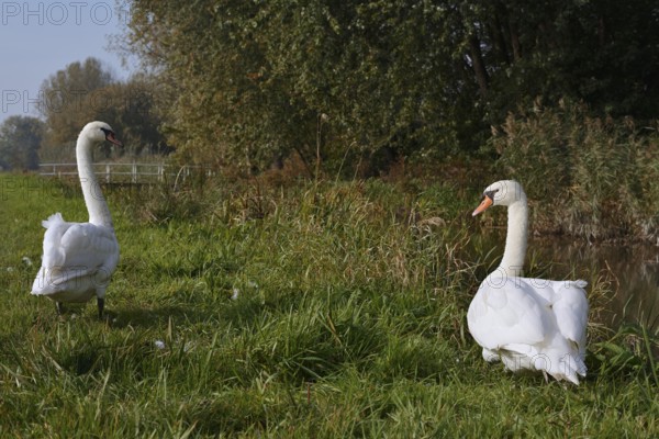 Mute swan (Cygnus olor), pair standing in a meadow, South Holland, Netherlands