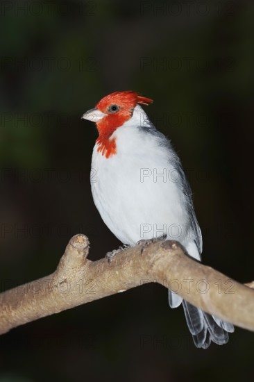 Red-crested tanager or grey cardinal (Paroaria coronata), captive, native to South America