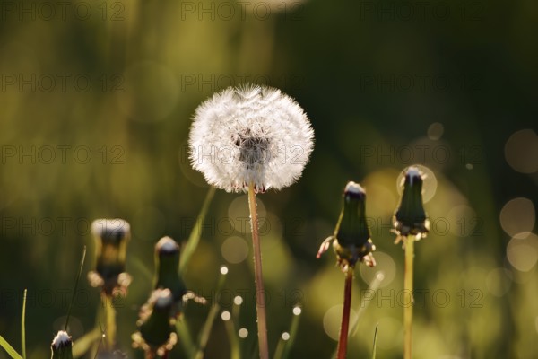 Common dandelion (Taraxacum sect. Ruderalia, Taraxacum officinale), fruit stand backlit, North Rhine-Westphalia, Germany