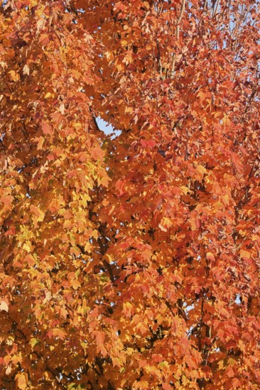American sweetgum or starfish tree (Liquidambar styraciflua) in autumn, North Rhine-Westphalia, Germany