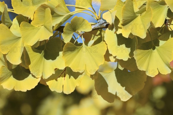 Ginkgo or Ginko (Ginkgo biloba), leaves in autumn, North Rhine-Westphalia, Germany