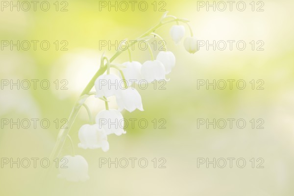 Lily of the valley (Convallaria majalis), flowers, North Rhine-Westphalia, Germany