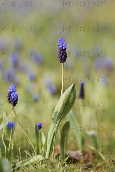 Broad-leaved grape hyacinth (Muscari latifolium), flowering, North Rhine-Westphalia, Germany