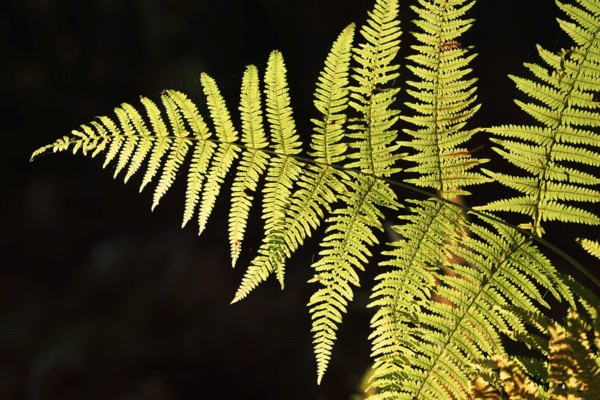 Bracken fern (Pteridium aquilinum), fern fronds against the light, North Rhine-Westphalia, Germany