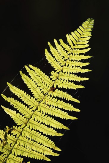 Bracken fern (Pteridium aquilinum), fern fronds against the light, North Rhine-Westphalia, Germany