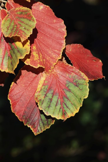 Persian ironwood or parrotia (Parrotia persica), leaves in autumn, North Rhine-Westphalia, Germany