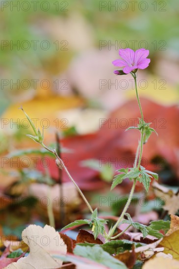 Forest cranesbill (Geranium sylvaticum), flowering, North Rhine-Westphalia, Germany