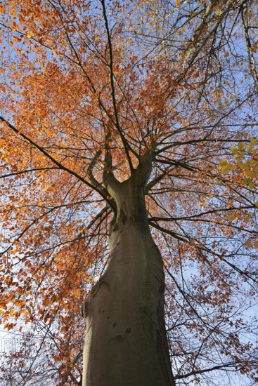 European beech (Fagus sylvatica) in autumn, North Rhine-Westphalia, Germany