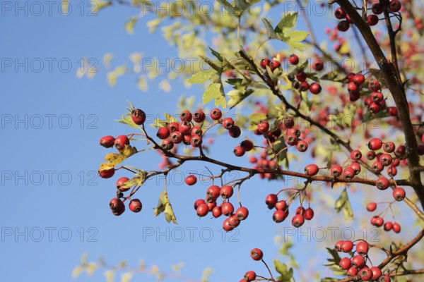 Common hawthorn or hawthorn (Crataegus monogyna), branch with fruit, North Rhine-Westphalia, Germany