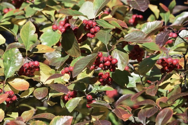 European serviceberry (Sorbus aria), leaves with fruit in autumn, North Rhine-Westphalia, Germany