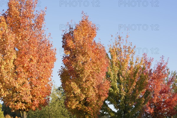 American sweetgum or starfish tree (Liquidambar styraciflua), trees in autumn, North Rhine-Westphalia, Germany