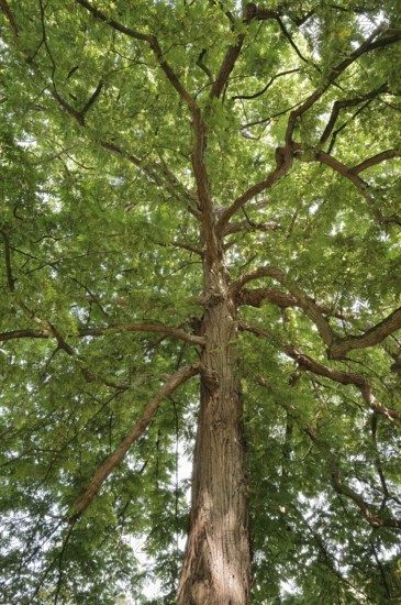 Caucasian wingnut (Pterocarya fraxinifolia), North Rhine-Westphalia, Germany