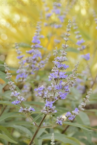 Monk's pepper or chaste tree (Vitex agnus-castus, Agnus-castus vulgaris, Vitex verticillata), flowering, North Rhine-Westphalia, Germany