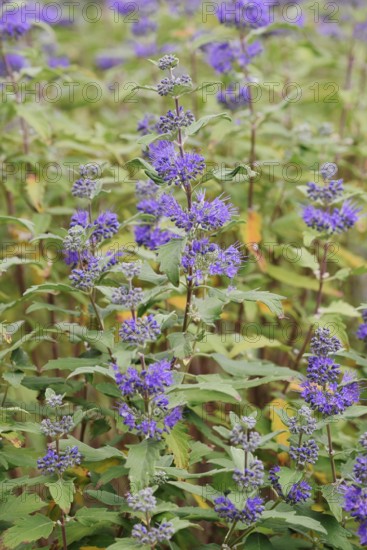 Bearded flower (Caryopteris x clandonensis), flowering, ornamental shrub, North Rhine-Westphalia, Germany
