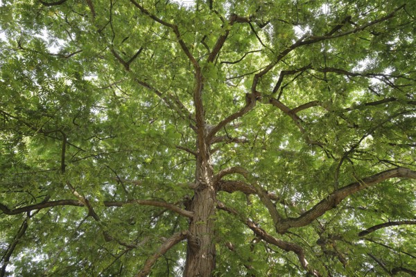 Caucasian wingnut (Pterocarya fraxinifolia), North Rhine-Westphalia, Germany