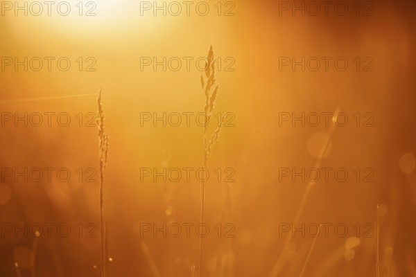 Grasses against the light at sunrise, North Rhine-Westphalia, Germany