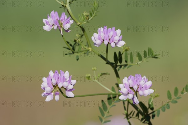 Colourful crown vetch (Securigera varia, Coronilla varia), flowers, North Rhine-Westphalia, Germany