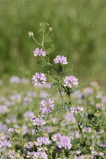 Colourful crown vetch (Securigera varia, Coronilla varia), flowering, North Rhine-Westphalia, Germany