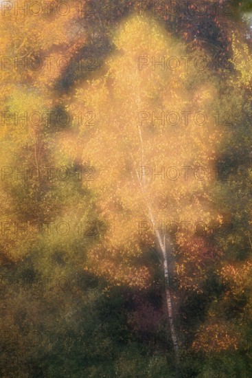 Silver birch (Betula pendula) in autumn, double exposure, North Rhine-Westphalia, Germany