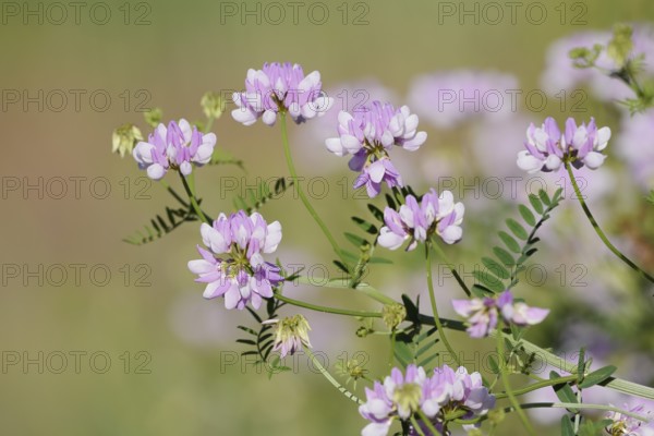Colourful crown vetch (Securigera varia, Coronilla varia), flowering, North Rhine-Westphalia, Germany