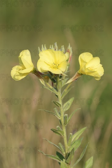 Common evening primrose or common evening primrose (Oenothera biennis), flowers, North Rhine-Westphalia, Germany