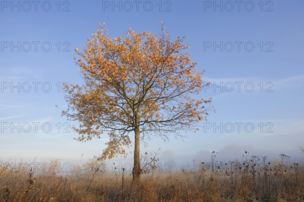 Pedunculate oak or summer oak (Quercus robur, Quercus pedunculata) in autumn, North Rhine-Westphalia, Germany