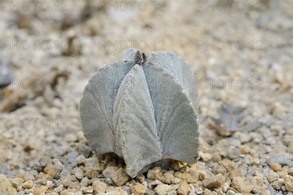 Bishop's cap (Astrophytum myriostigma), native to Mexico