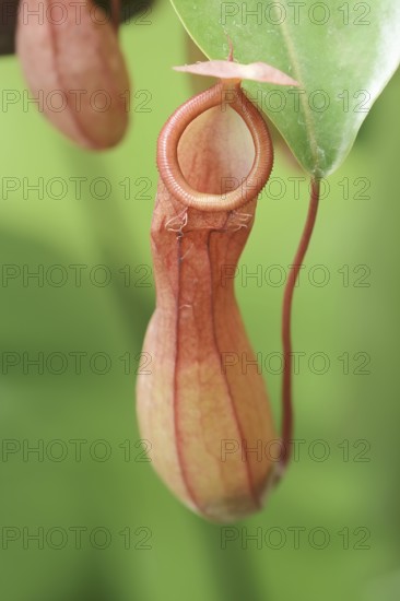 Pitcher plant (Nepenthes alata), pitcher, native to the Philippines