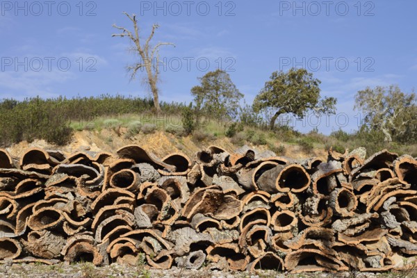 Stacked bark of the cork oak (Quercus suber), cork, Algarve, Portugal