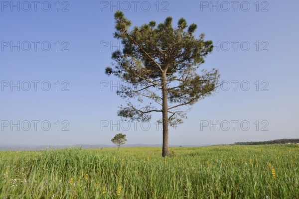 Pine (Pinus spec.) in meadow landscape, Algarve, Portugal
