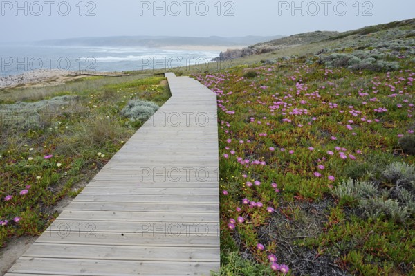 Boardwalk and midday flowers in bloom on the coast, Carrapateira, Parque Natural do Sudoeste Alentejano e Costa Vicentina, Algarve, Portugal