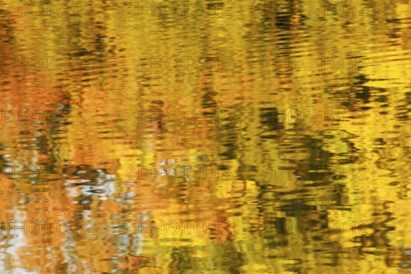 Autumn-coloured deciduous trees reflected on a water surface, North Rhine-Westphalia, Germany