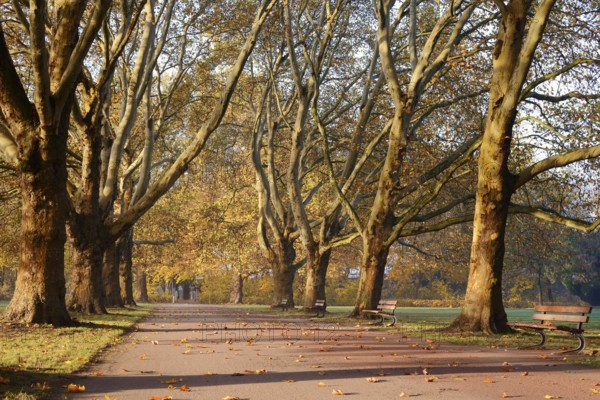 Path and common plane tree or Platanus × acerifolia (Platanus x hispanica, Platanus × acerifolia, Platanus × hybrida) in autumn, Platanenallee, Hamm, North Rhine-Westphalia, Germany