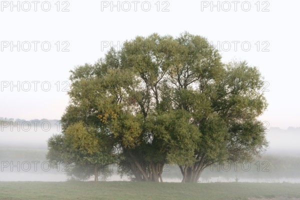 Silver willows (Salix alba) on the river Lippe in the morning mist, North Rhine-Westphalia, Germany