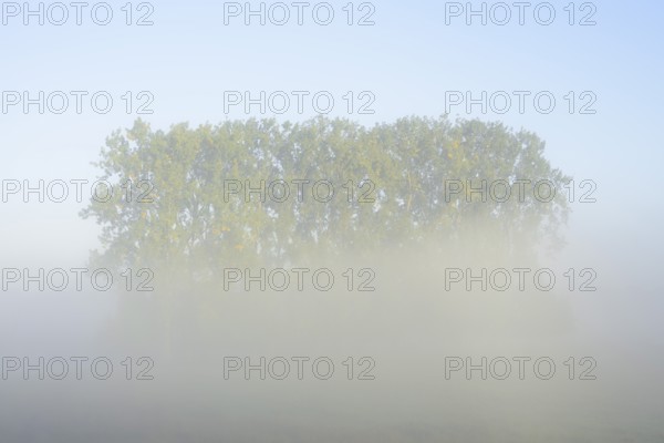 Bastard black poplars or Canada poplars (Populus x canadensis, Populus x euramericana) in the morning mist, autumn, North Rhine-Westphalia, Germany
