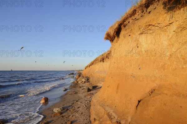 Steep bank on the Baltic Sea with breeding tubes of the sand martin (Riparia riparia), East Holstein, Schleswig-Holstein, Germany