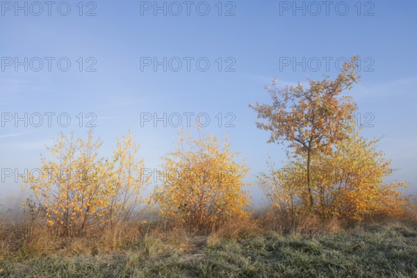 Silver birch or white birch (Betula pendula) and pedunculate oak (Quercus robur, Quercus pedunculata) in autumn, North Rhine-Westphalia, Germany