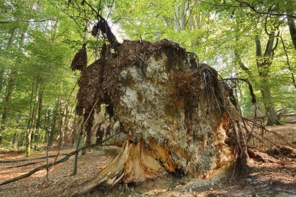 European spruce or red spruce (Picea abies), root plate of a fallen spruce, Teuteburg Forest, North Rhine-Westphalia, Germany
