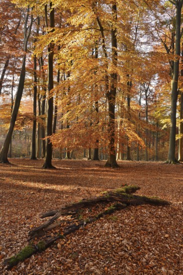 European beech forest (Fagus sylvatica) in autumn, Arnsberg Forest, Sauerland, North Rhine-Westphalia, Germany