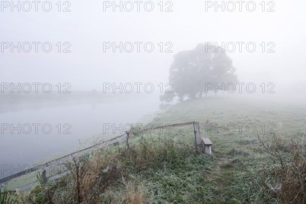 Silver willow (Salix alba) by the river Lippe in the morning mist, North Rhine-Westphalia, Germany