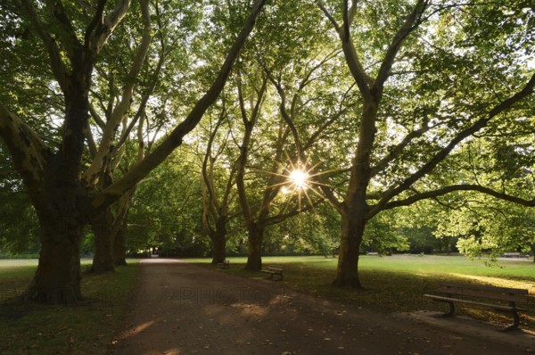 Path and common plane tree or Platanus × acerifolia (Platanus x hispanica, Platanus × acerifolia, Platanus × hybrida), Hamm, North Rhine-Westphalia, Germany