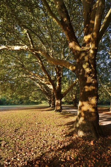 Common plane tree or Platanus × acerifolia (Platanus x hispanica, Platanus × acerifolia, Platanus × hybrida) in autumn, Hamm, North Rhine-Westphalia, Germany