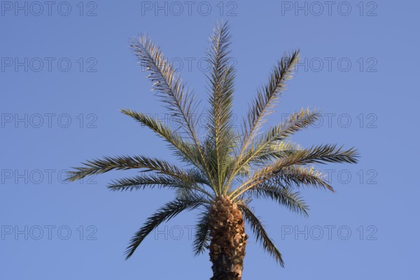 True date palm (Phoenix dactylifera), Egypt