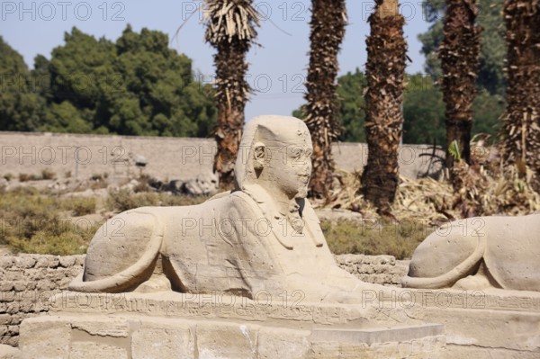 Sphinx, Luxor Temple, Luxor, Egypt