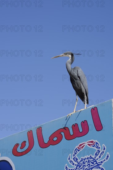 Great Egret (Egretta gularis schistacea, Egretta schistacea) on a sign from a fish shop, Hurghada, Egypt