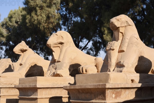 Avenue of the Sphinxes, Karnak Temple, Luxor, Egypt