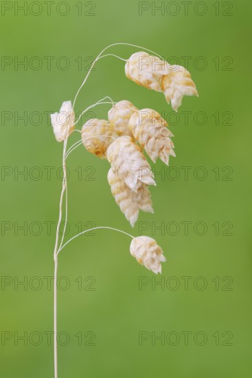 Big quaking grass (Briza maxima), spikelet, Portugal