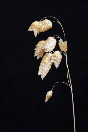 Big quaking grass (Briza maxima), spikelets against a black background, Portugal