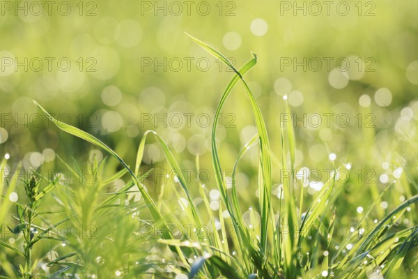 Blades of grass with dewdrops, North Rhine-Westphalia, Germany